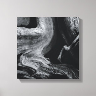 Dead tree trunk canvas print