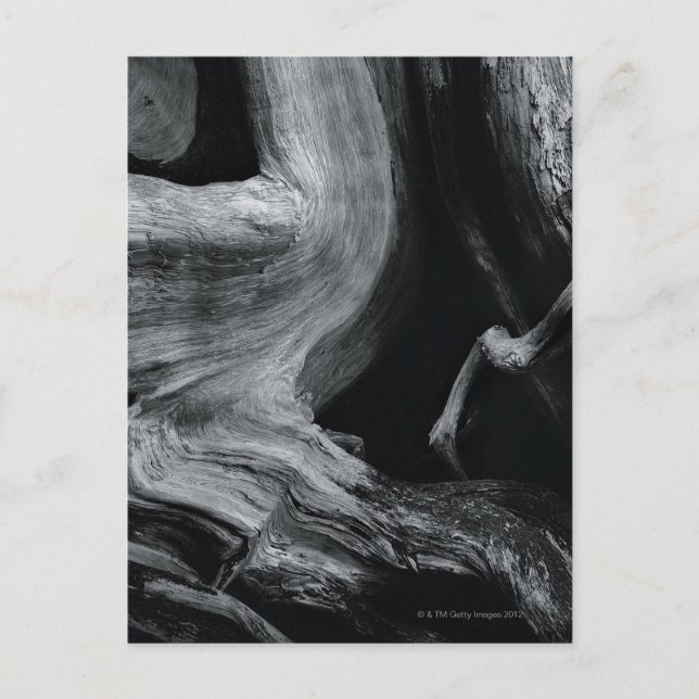 Dead tree trunk postcard (Front)