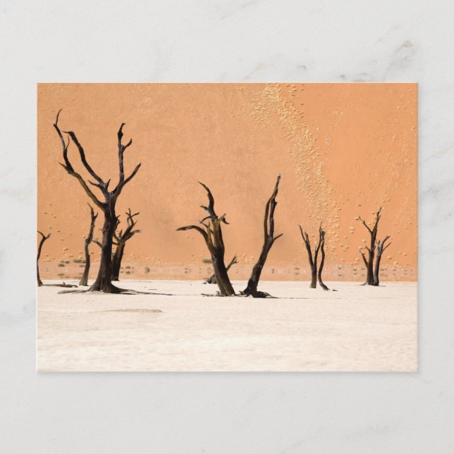 Dead Vlei, Namibia Postcard (Front)