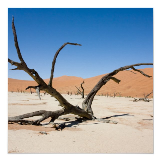 Dead Vlei, Namibia Poster (Front)