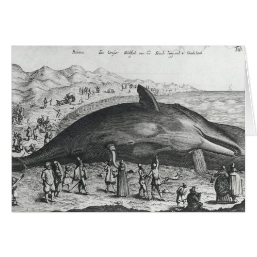 Dead whale cards (Front Horizontal)