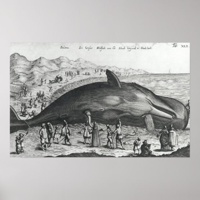 Dead whale poster (Front)