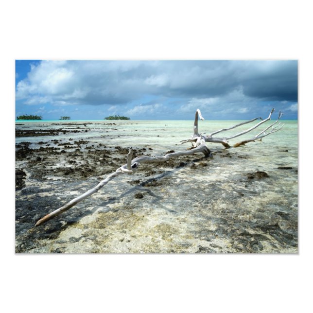 Dead wood in the Pacific photo Print (Front)
