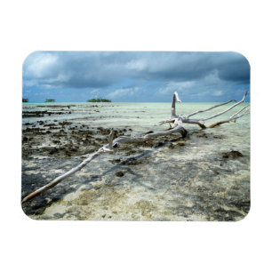 Dead wood in the Pacific rectangular magnet
