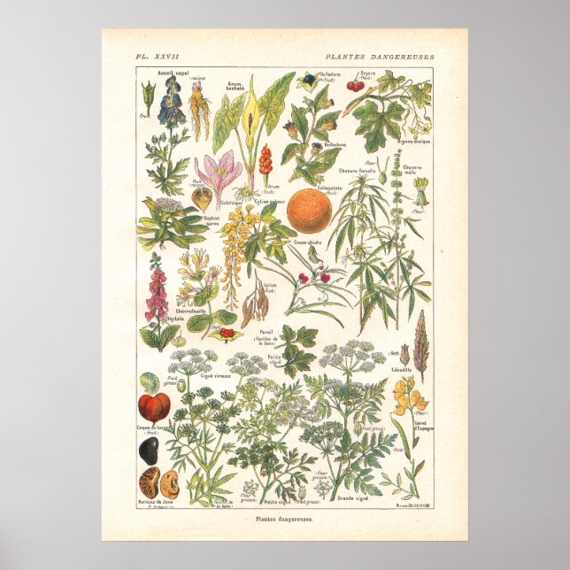 Deadly Dangerous Plants Print in French (Front)