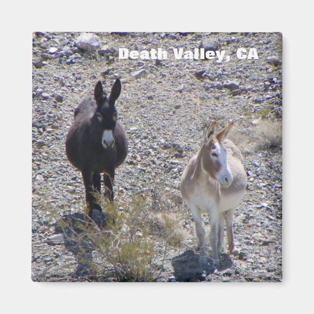 Death Valley Donkey Magnet! Magnet (Front)