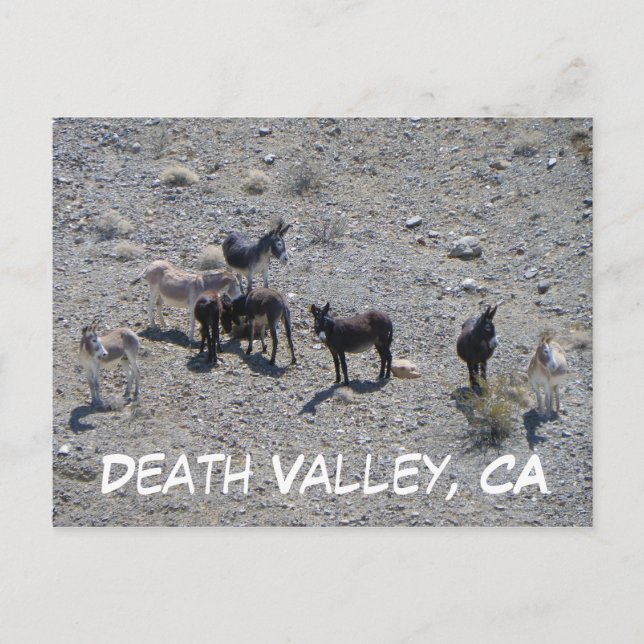 Death Valley Donkey Postcard! Postcard (Front)