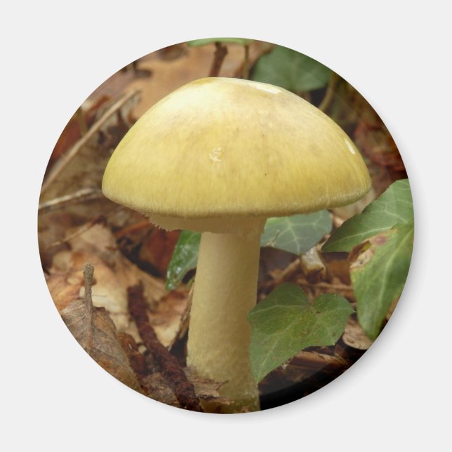 Deathcap Mushroom Magnet (Front)