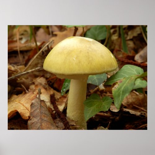 Deathcap Mushroom Poster