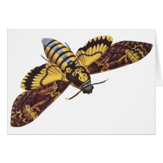Death's Head Hawk Moth Cards (Front Horizontal)