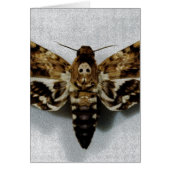Death's Head Hawkmoth Acherontia Lachesis (Front)