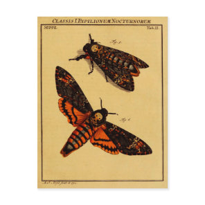 Death's Head Moth Postcard