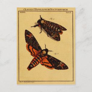 Death's Head Moth Postcard