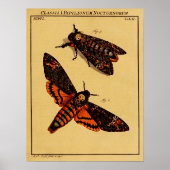 Death's Head Moth Poster by lostlit at Zazzle