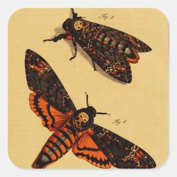 Death's Head Moth Square Sticker by lostlit at Zazzle