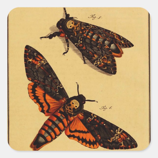 Death's Head Moth Square Sticker (Front)