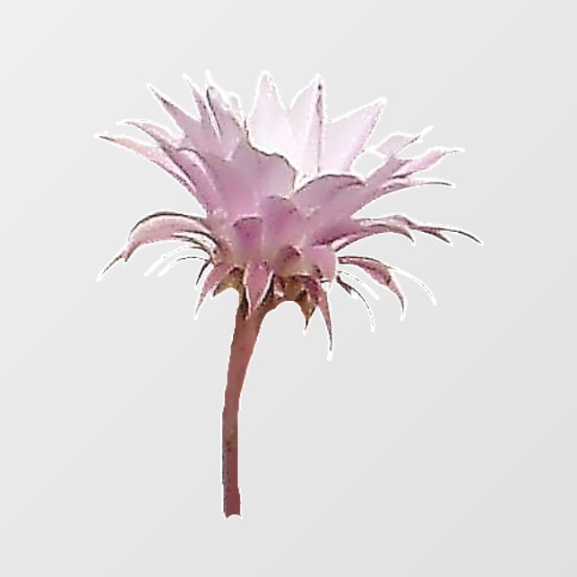 DECAL WALL SYTLE AND DESIGN (Front)