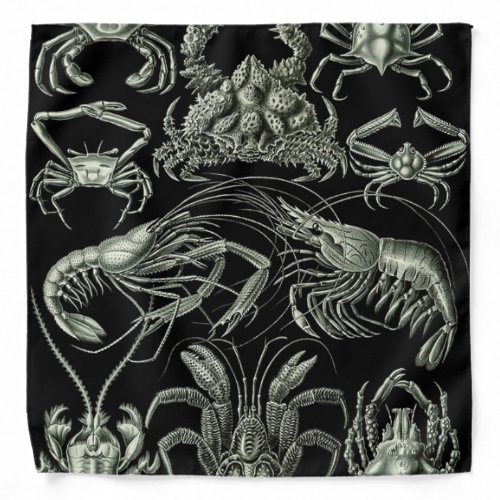 Decapoda crustaceans illustration bandana