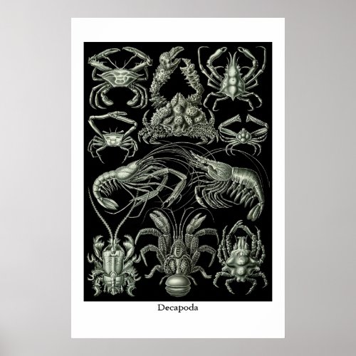 Decapoda crustaceans illustration poster