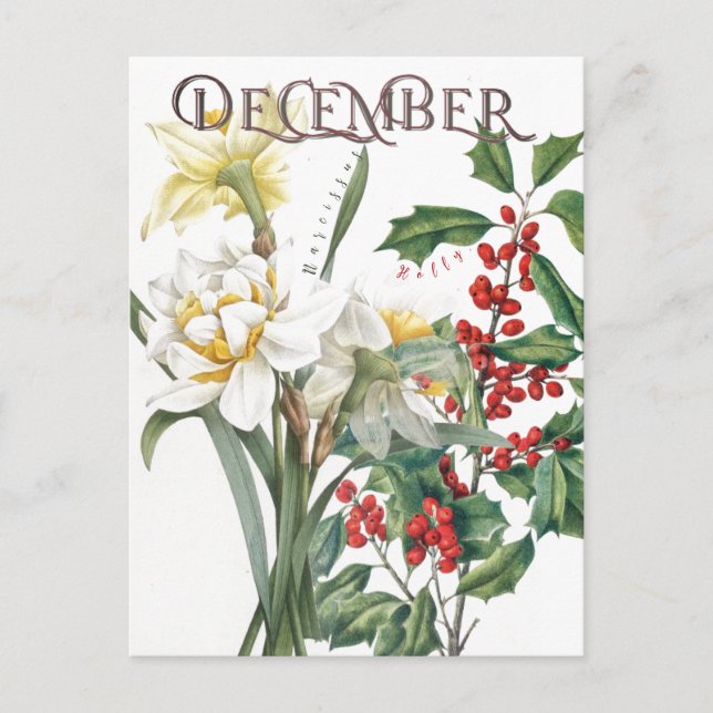 December Month Flowers  Narcissus Holly Fancy Postcard (Front)