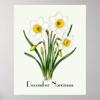 December Narcissus Flowers Poster