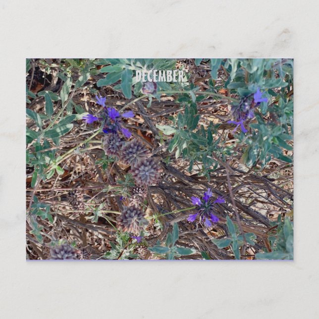 DECEMBER POSTCARD (Front)