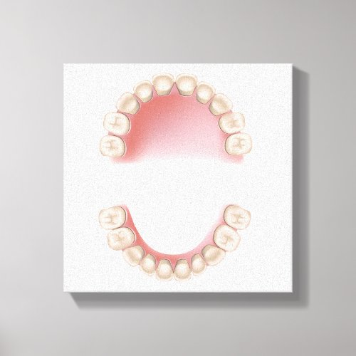 Deciduous dentition baby teeth canvas print