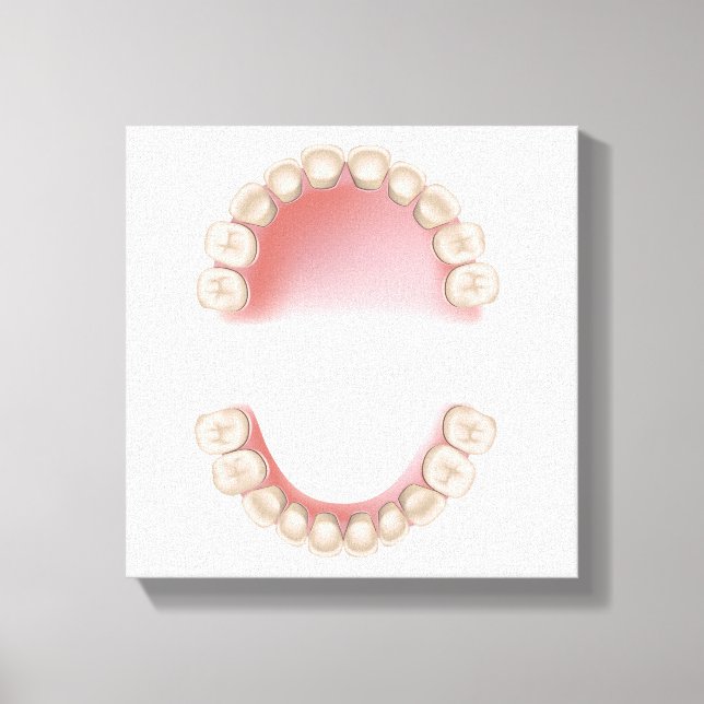 Deciduous dentition (baby teeth) canvas print (Front)