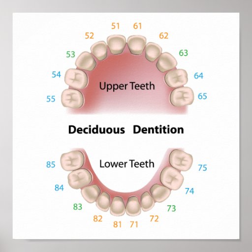 Deciduous dentition (baby teeth) poster | Zazzle