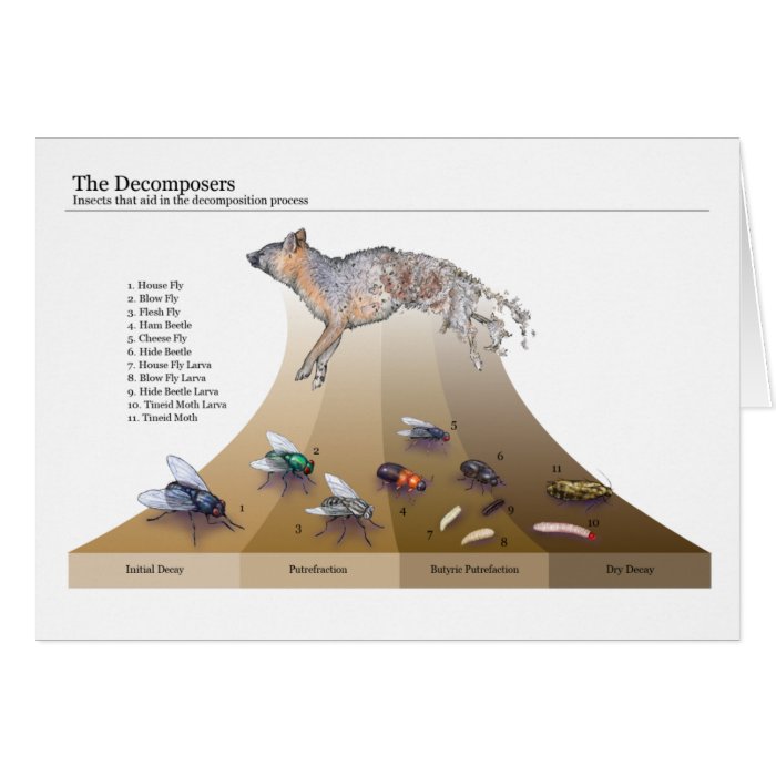 Decomposers Cards