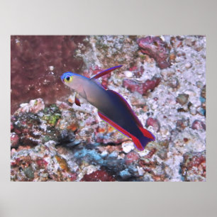 Decorated Dartfish Poster