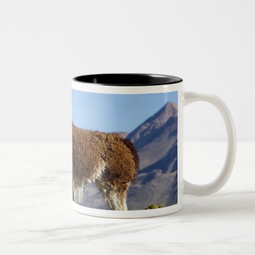 Decorated lama herd in the Puna Andes mountains 2 Two_Tone Coffee Mug