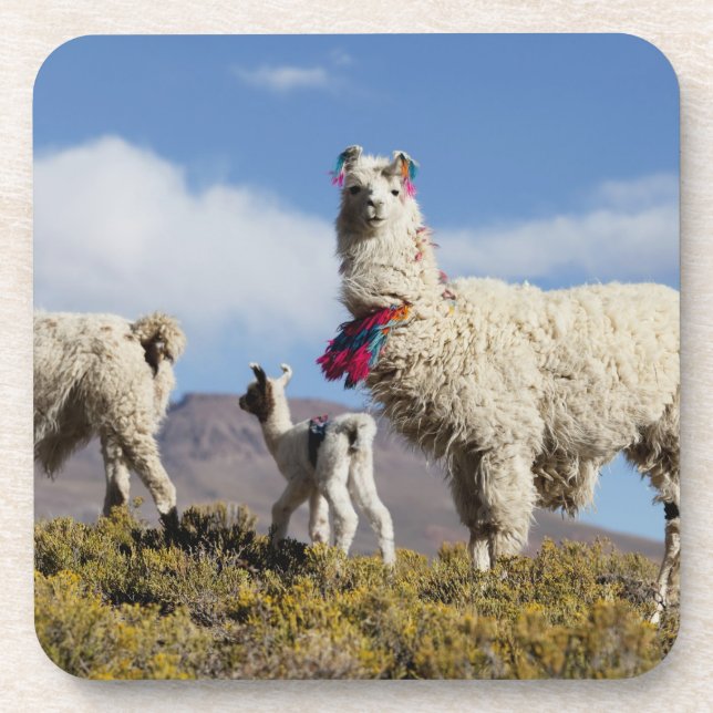 Decorated lama herd in the Puna, Andes mountains 3 Drink Coaster (Front)