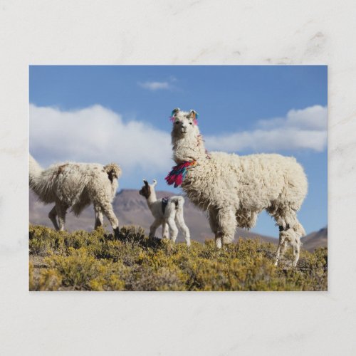 Decorated lama herd in the Puna Andes mountains 3 Postcard