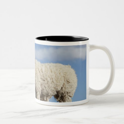 Decorated lama herd in the Puna Andes mountains Two_Tone Coffee Mug