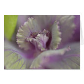 Decorative cabbage (Front Horizontal)