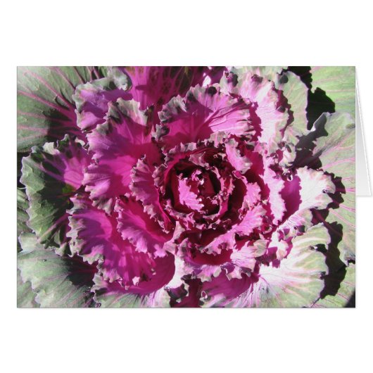 Decorative Cabbage Cards (Front Horizontal)