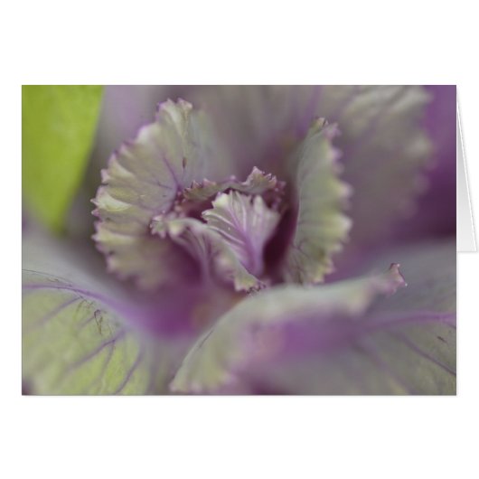 Decorative cabbage cards (Front Horizontal)