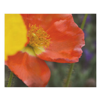 Decorative Canvas Print – Contemporary Wall Art