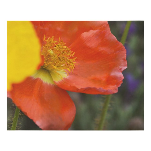 Decorative Canvas Print – Contemporary Wall Art (Front)