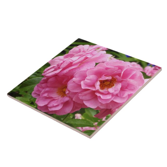 DECORATIVE CERAMIC TILE."PINK FRILLY ROSES" TILE (Side)