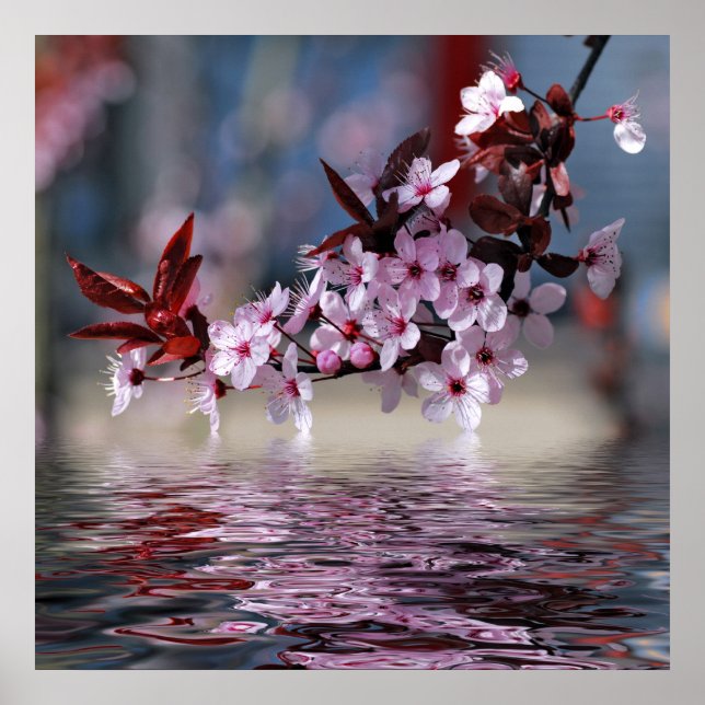 Decorative cherry tree blossoms poster (Front)