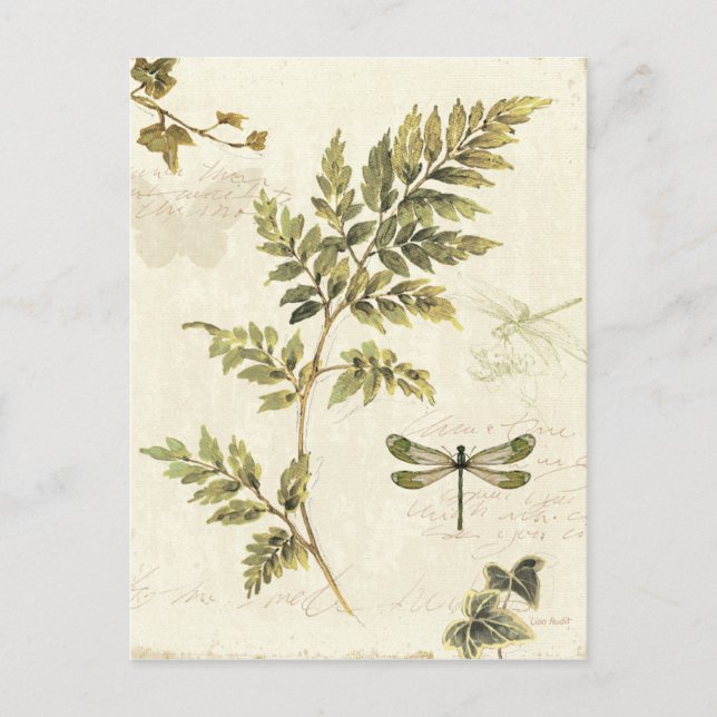 Decorative Ferns and a Dragonfly Postcard (Front)