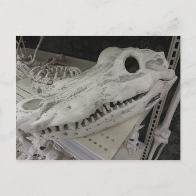 Decorative Gator Skull Postcard (Front)