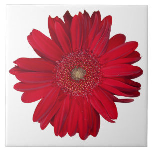 Decorative Red Gerber Daisy Close-Up Photograph Ceramic Tile