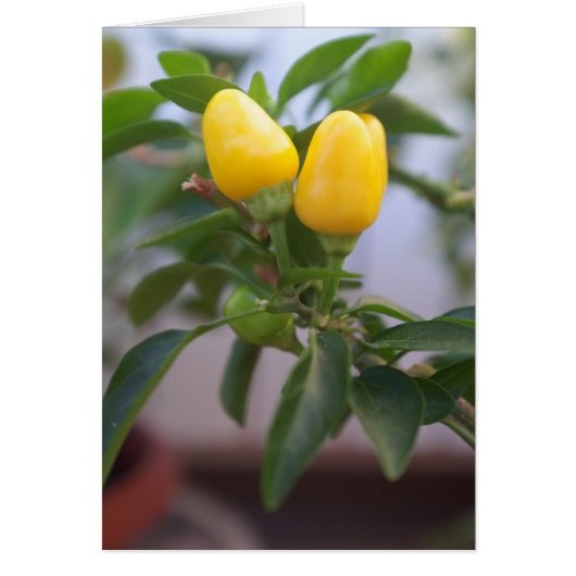 Decorative yellow pepper cards (Front)