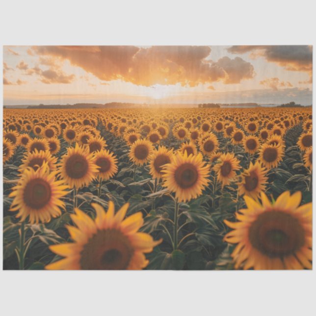 Decoupage Field of Sunflowers and Sunrise  Tissue Paper (Front)