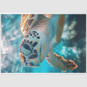 Decoupage Ocean Wildlife Fred the Mad Sea Turtle Tissue Paper