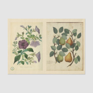 Decoupage Paper 10"x15" - Botanical Art 51