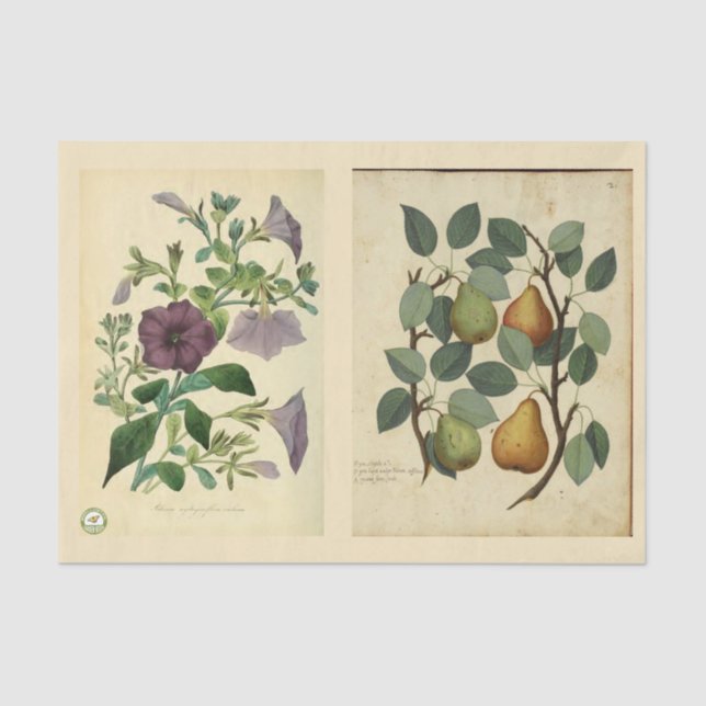 Decoupage Paper 10"x15" - Botanical Art 51 (Front)